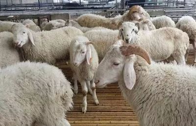肉羊養(yǎng)殖前景廣闊 市場(chǎng)趨勢(shì)與效益分析