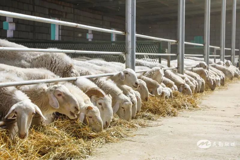 欣海牧業(yè) “牧”歌嘹亮，奏響鄉(xiāng)村振興肉類新篇章