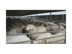 種草養(yǎng)肉牛一頭牛犢成本分析