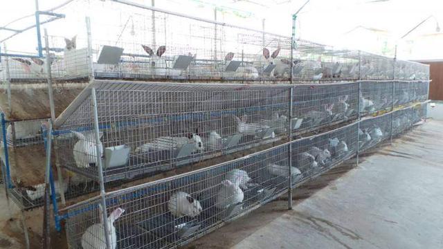 自配飼料 中小型兔場(chǎng)降本增效的必由之路