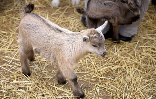 家畜 人類高度馴化的動(dòng)物與肉類來源百科