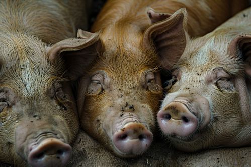 家禽家畜養殖圖鑒 豬的飼養管理與影像記錄